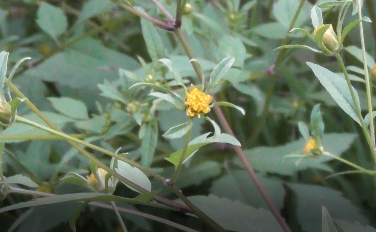 Лекарственное растение, Череда Облиственная, Bidens frondosa, 21.08.2022, Великий Новгород
