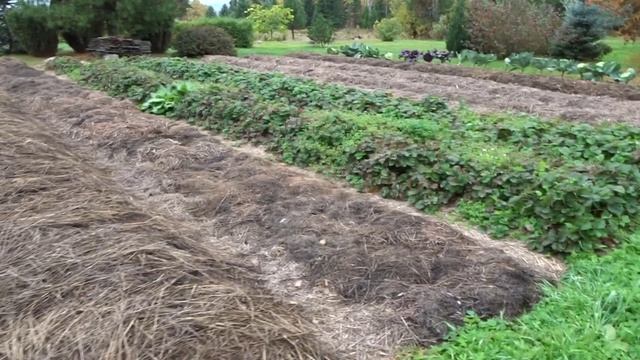 ОБИТЕЛЬ РАССВЕТА. ВЫСОКОЕ САДОВОДСТВО МАТВЕЯ ДОБРОХОТОВА.