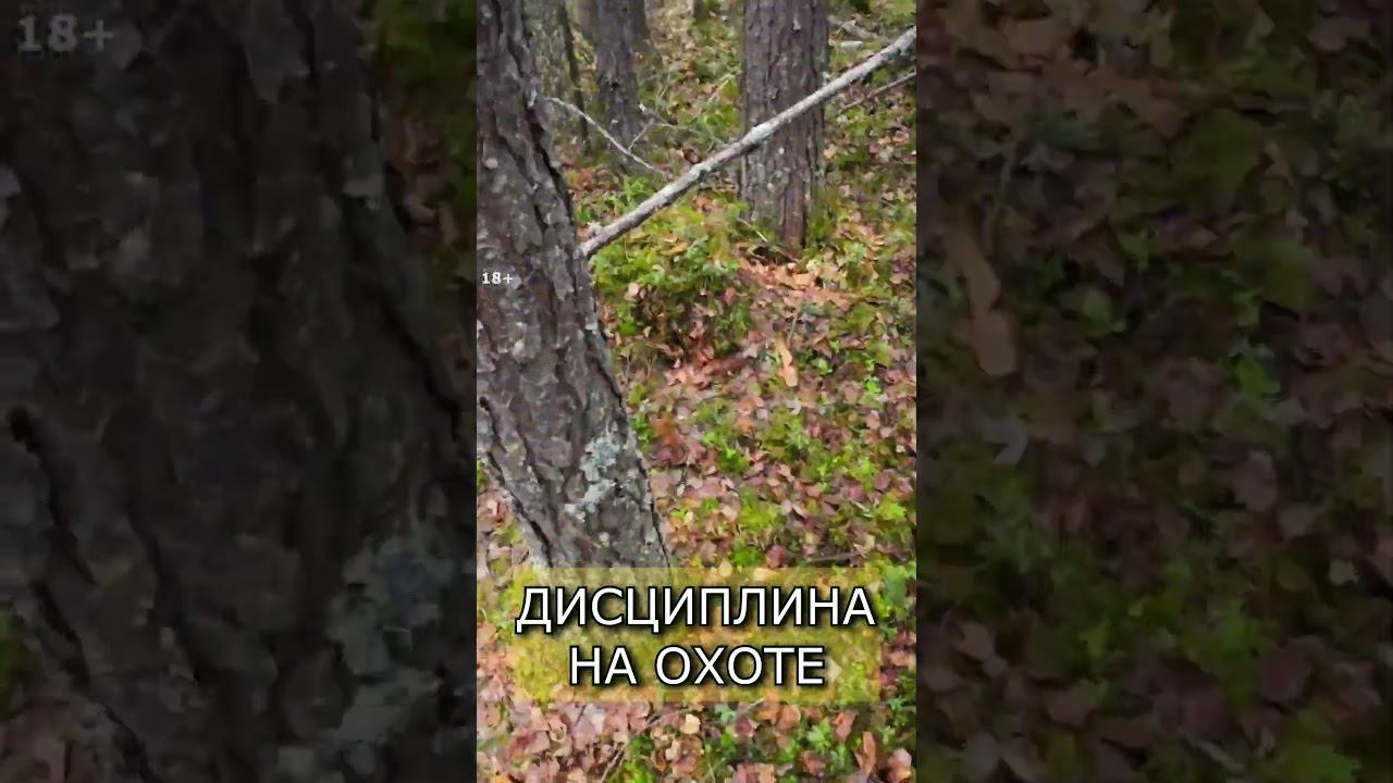 Охотничьи собаки и дисциплина на охоте