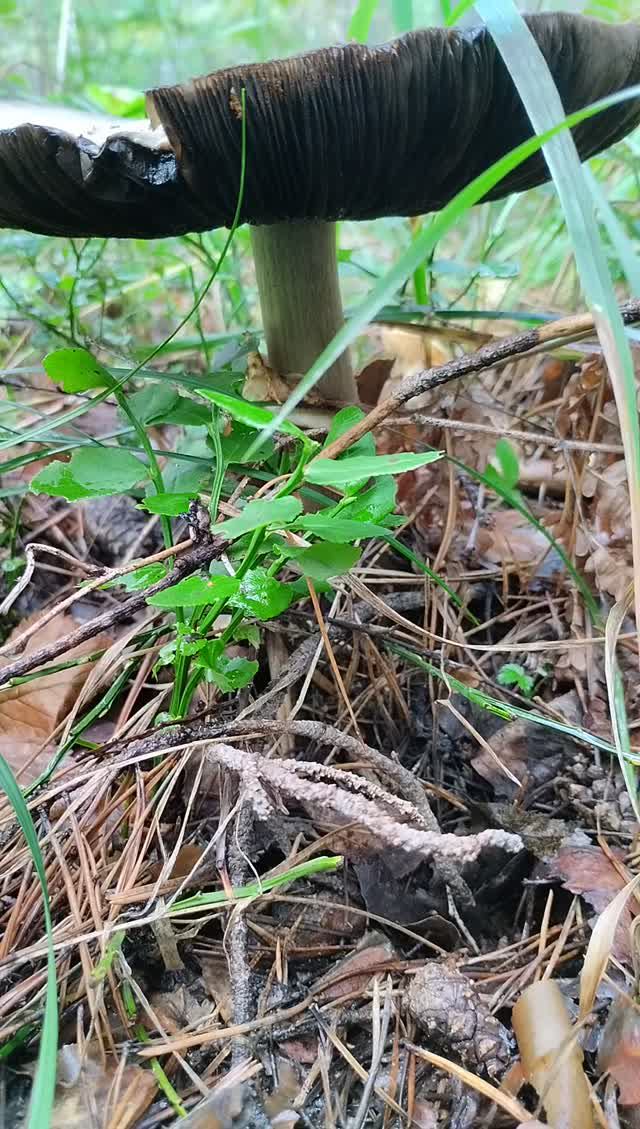 Разные грибы в лесу