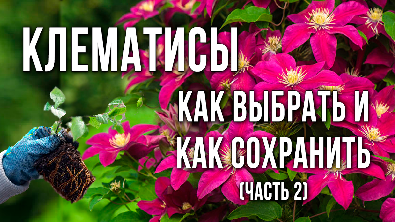 Как выбрать клематис, продающийся в торфе. Как сохранить саженец клематиса до весенней посадки.