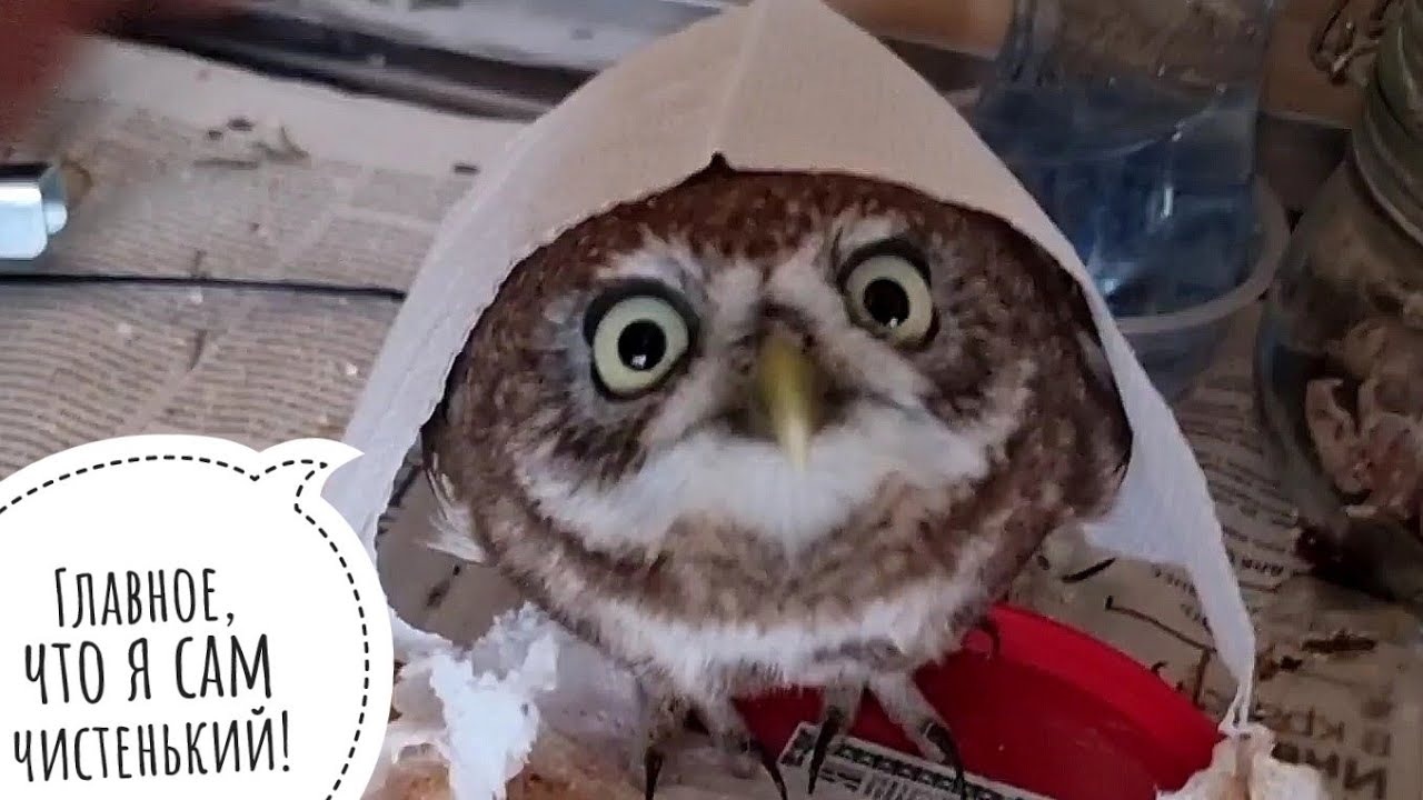 Сыч Лучик очень миленько наводит бардак и берёт пример с совы Ёлки, усердно сидя на подушке