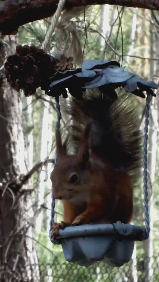 Белка рыжая на кормушке-качельке