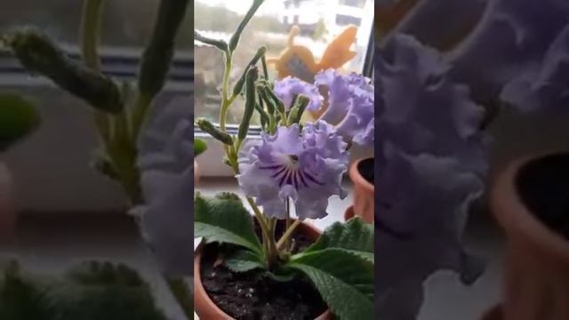 DS - ХРУСТАЛЬНОЕ КРУЖЕВО стрептокарпус.