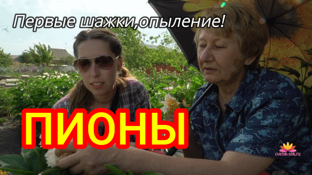 Наши первый шаги в опылении пионов. 2018 год / Сад Ворошиловой