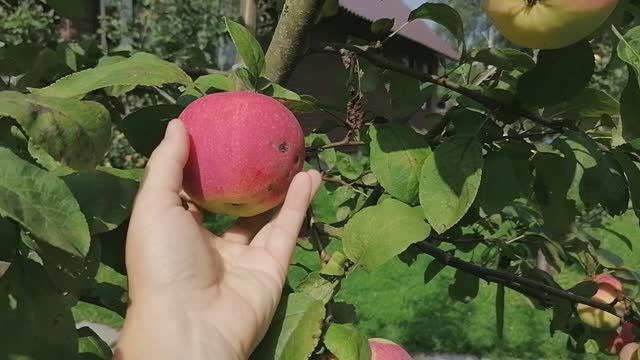 первые плоды на молодой яблоньке сорта мельба.