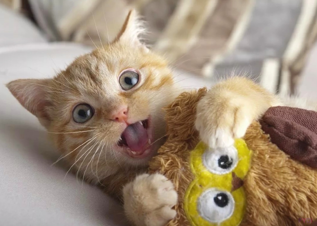 Приколы с котами! Смешные коты / Самые смешные животные