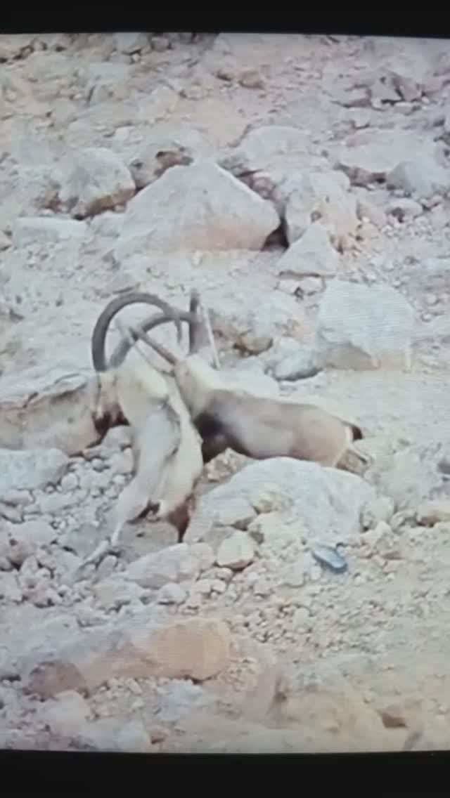 Горные КОЗЛЫ устраивают поединки из - за самок#Shorts