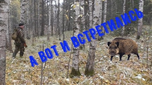 Охота на копытных. Удача улыбнулась, пол дня и пол ночи и кабан добыт! Wild boar hunting