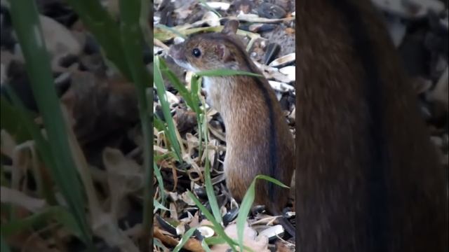 #shorts Мышка лесная под деревом