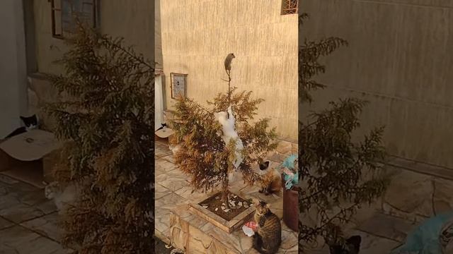 Том и Джерри в жизни