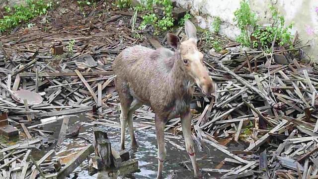 Спасение лося из западни..