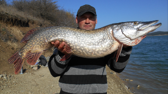 Гигантская щука на живца.Ловля крокодилов.Щука.