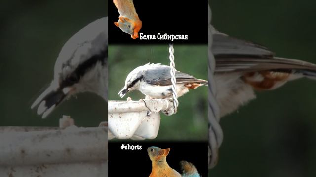 Поползень ищет семечки