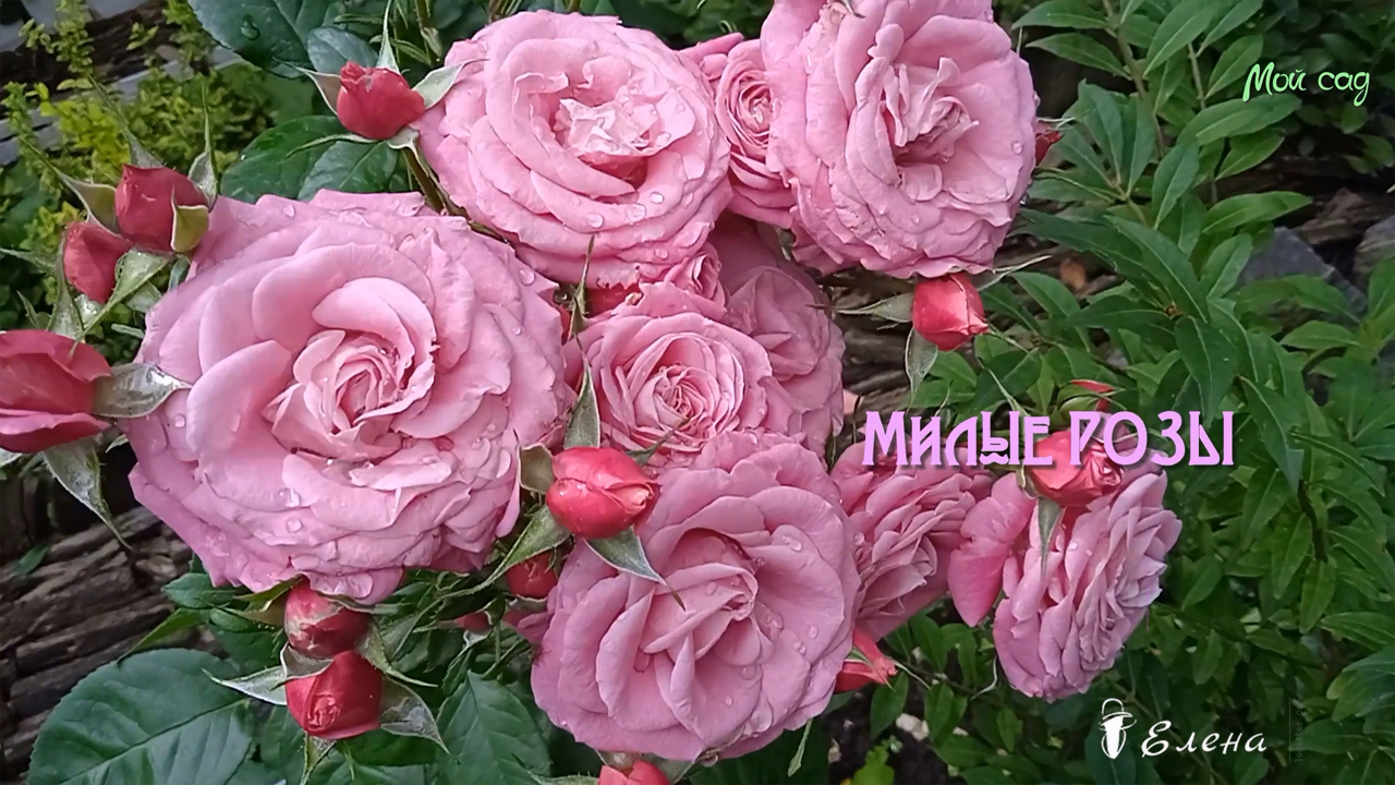 Милые РОЗЫ.*   Мой сад   Июнь