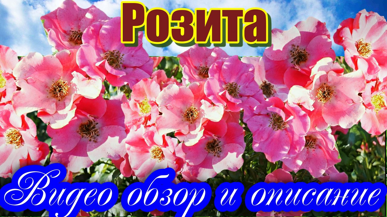 Роза Розита (Шраб) - Rosita (Hans Jürgen Evers Германия, 2007)