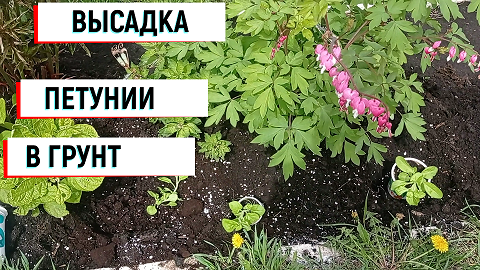 ВЫСАДКА ПЕТУНИИ В ГРУНТ #петуния#высадкапетуниивгрунт#петуниивсаду#петуниявцветнике#сад#цветник#пету