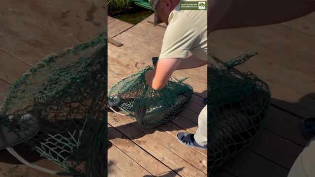 Улов царский! Белый амур на 12 кг и карп на 8 кг.