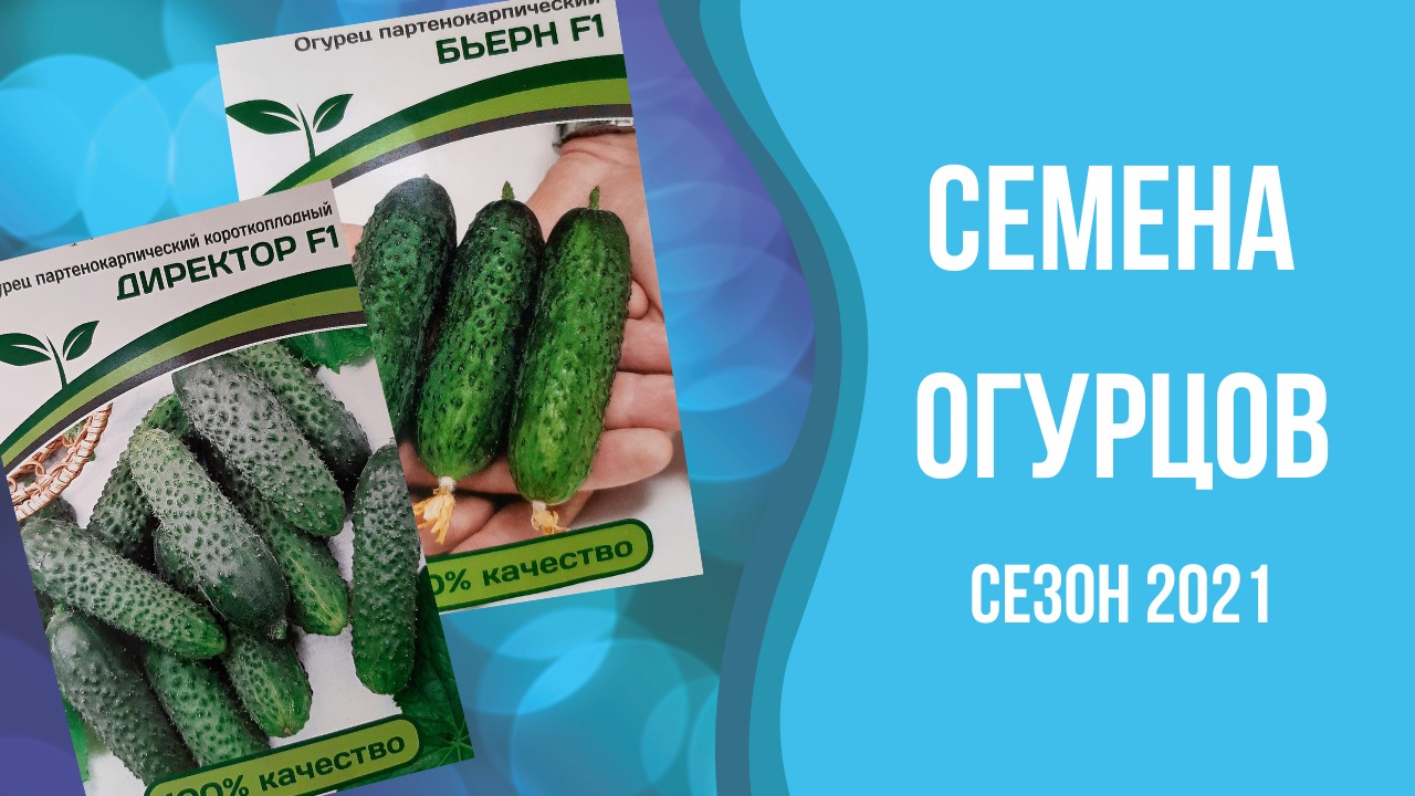 Семена огурцов. Сезон 2021.