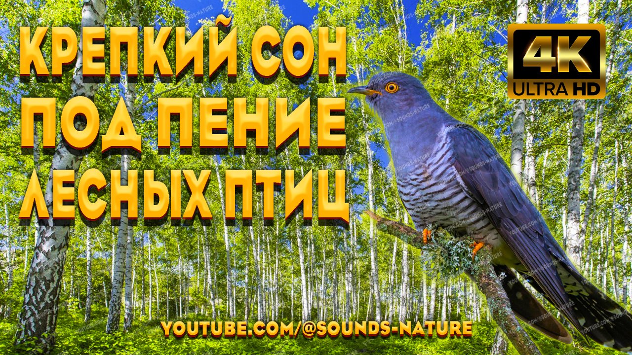 Крепкий Сон Под Пение Лесных Птиц и Припев Кукушки! Пение Птиц, Уберёт Тревогу И Депрессию.
