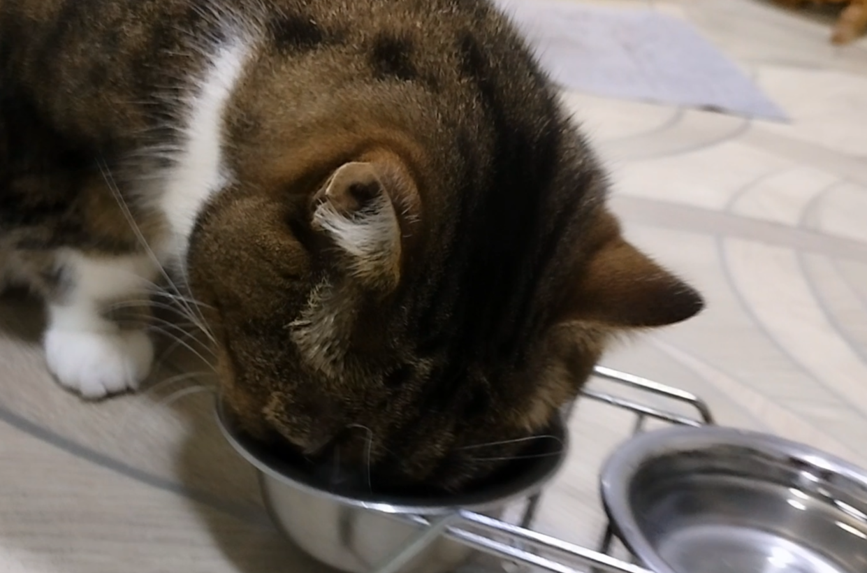 Кот кушает!