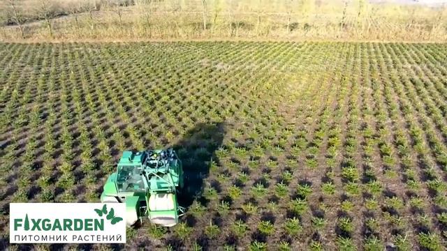 Новогодние елки в питомнике растений FixGarden.