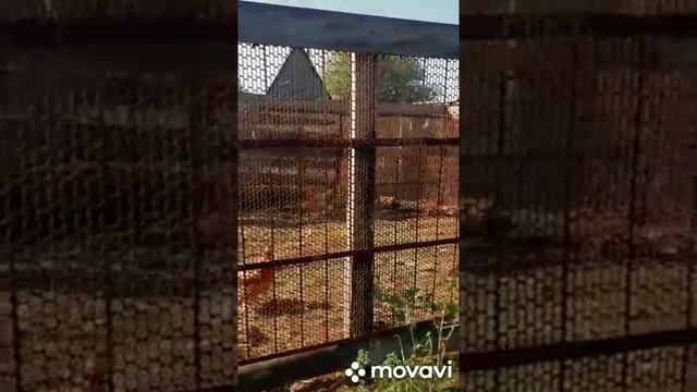 #Shorts #Пение из #курятника.Подворье в сибирском селе..mp4