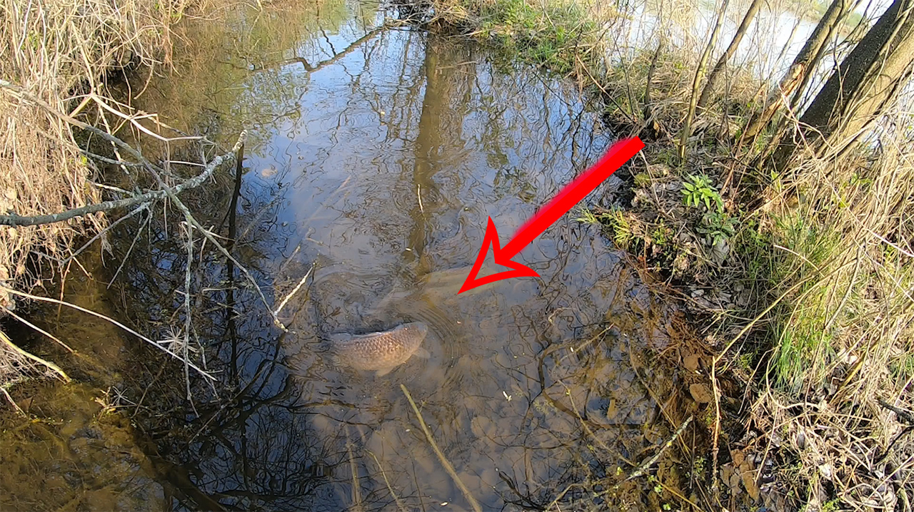 Попал на Нерест КРУПНОГО КАРАСЯ, Рыбалка 2021