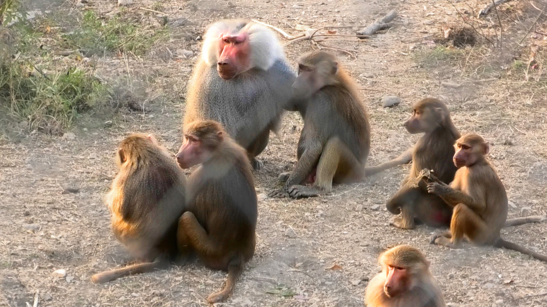 Настоящий ДОМ 2! ОДИН ПРОТИВ ВСЕХ! Захватывающий фильм про семью гамадрила Люси! Тайган
