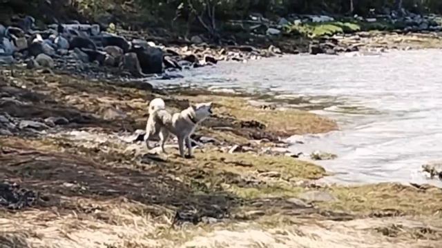 Райда в заливе Баренцево моря