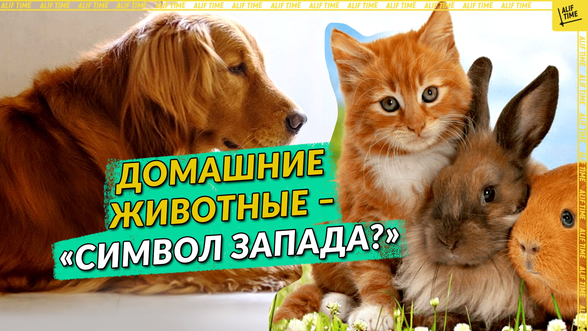 Домашние животные – «символ запада?»