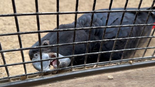 Я смогу! Я докажу! Я покажу!... Обо мне узнают. Обо мне заговорят!...