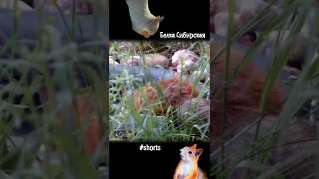 Белка пьет из пруда