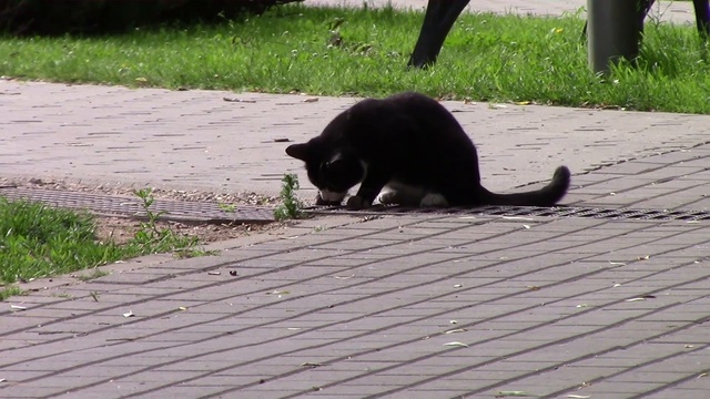 Кот пытается что-то достать из слива