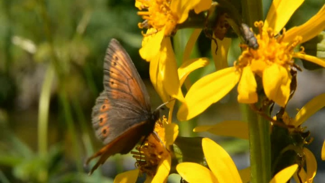 Легенда Ергак, Республика Хакасия