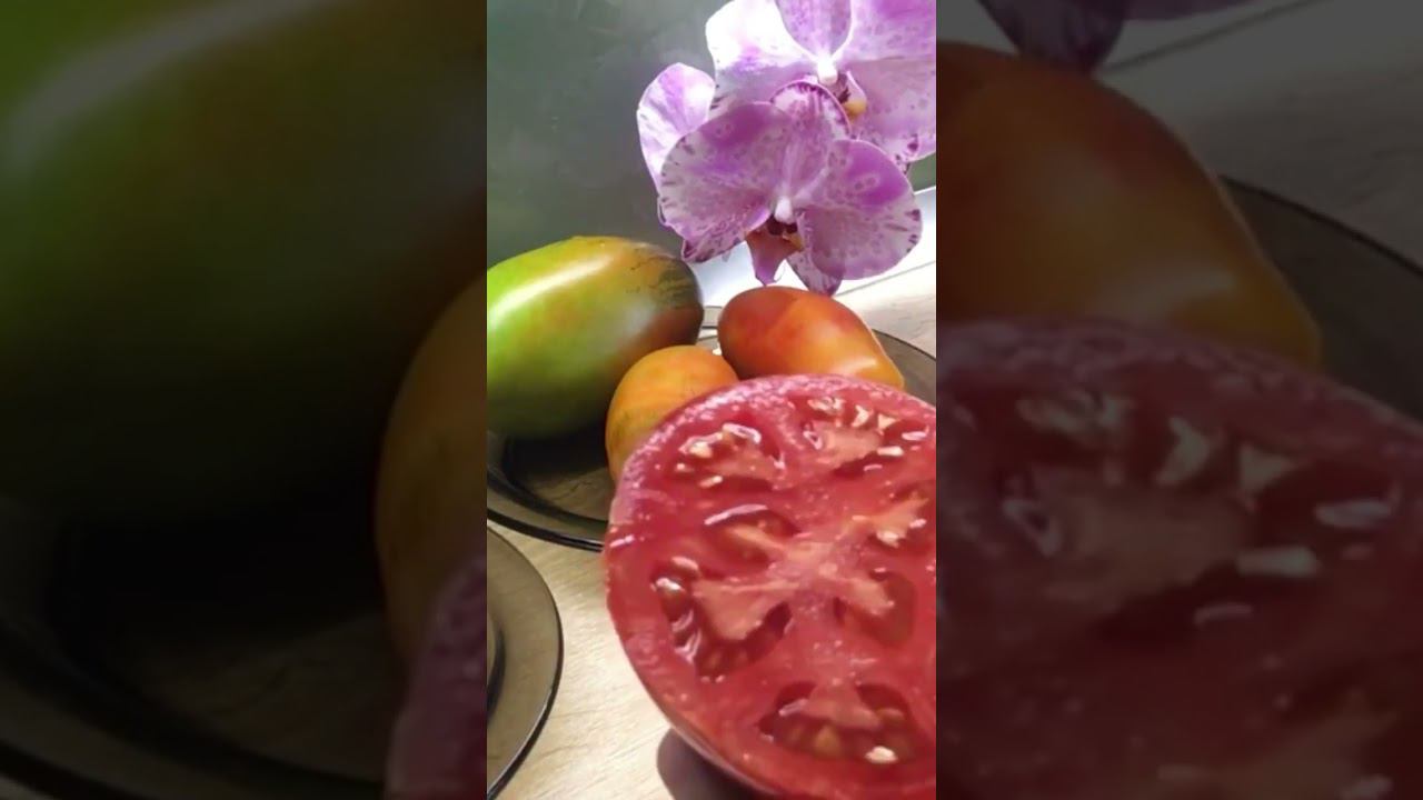 Обзор сорта томата «Клуша» ч.2. #shorts #shots #садиогород #томаты #сортатоматов  #клуша