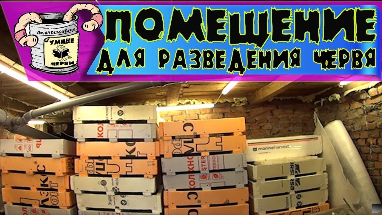 Бизнес идея и черви! Помещение для разведения червя! Часть 1