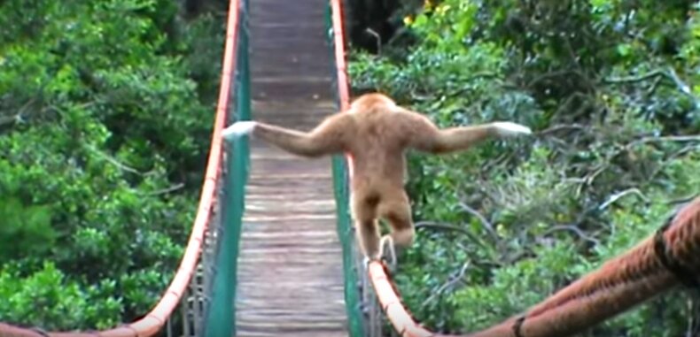 Очень ржачные приколы про животных и людей  | Приколы с животными и людьми