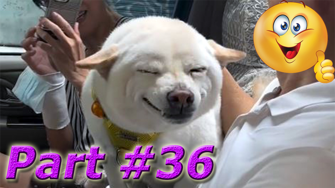 Подборка видео с забавными животными май 2024. Part #36 #dog #cat #animals #video #smile #new