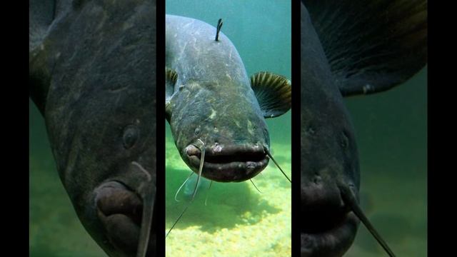 Речные гиганты Сом №3 #shorts