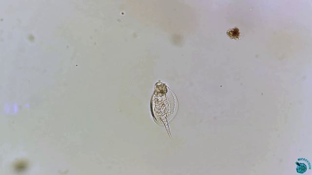 Коловратка из рода Lepadella