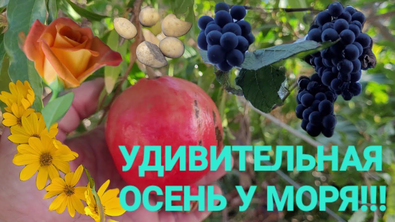 Голубицкая - Все плохо, зелени нет, а вот у нас хорошо! Виноград для Фатимы! 10.10.2023