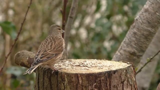 пение птиц и соловья в лесу слушать онлайн бесплатно для сна и детей в хорошем качестве. птицы клюют