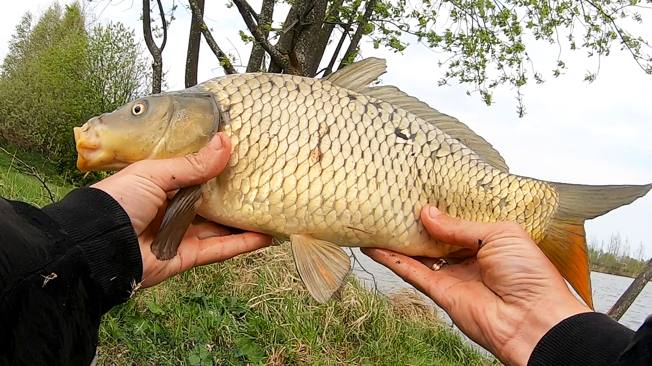 Карп Разгибает крючки! Рыбалка на Боковой кивок, ловля в мае 2021