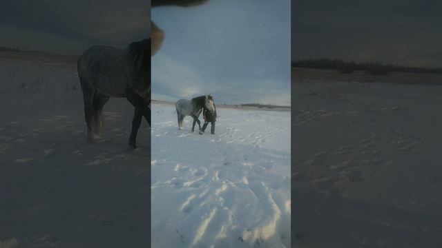 Зима. Лошади.