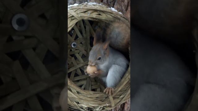 #shorts Белка громко грызет орех