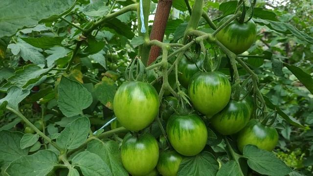 Обзор томатов Де барао и Любаша.