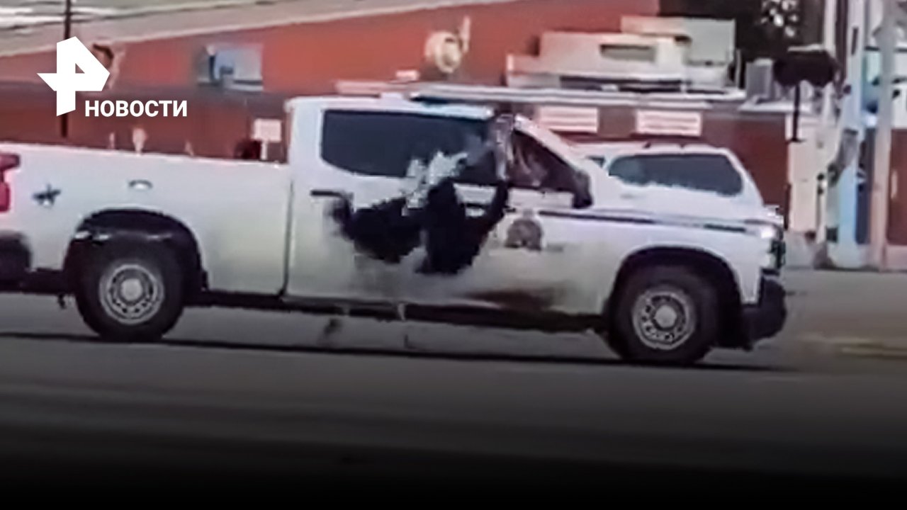 Страус кусает канадских полицейских, которые гоняются за ним / РЕН Новости