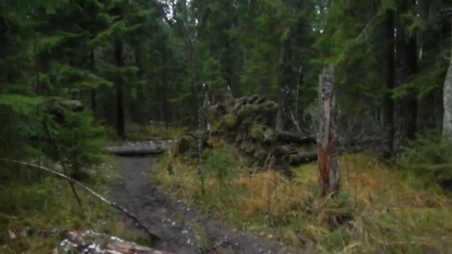 Карельский Лес \ Поход с Ночёвкой