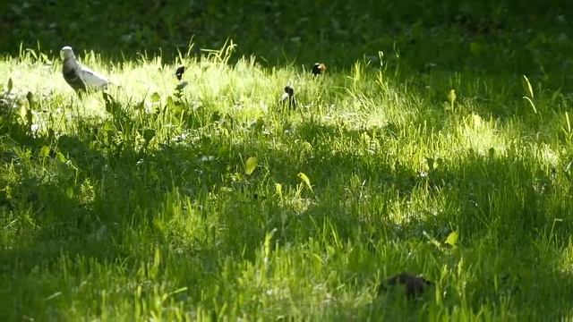 Птицы Митрополичьего сада